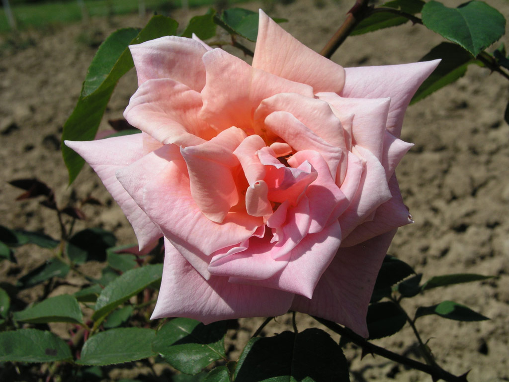 růže Briarcliff