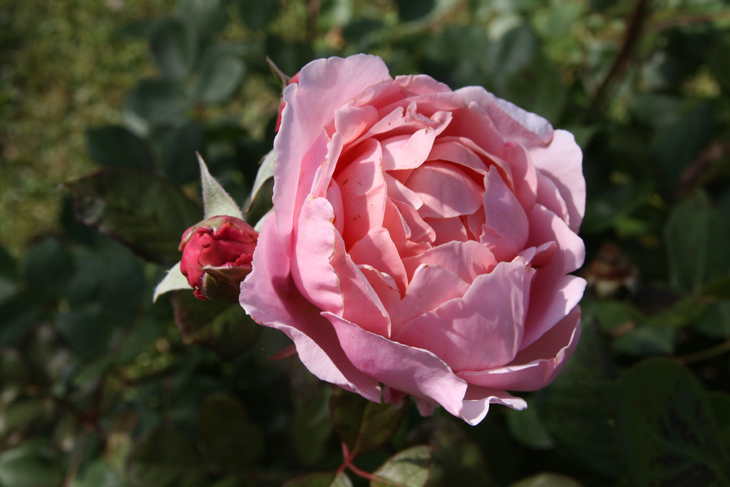 růže Brother Cadfael