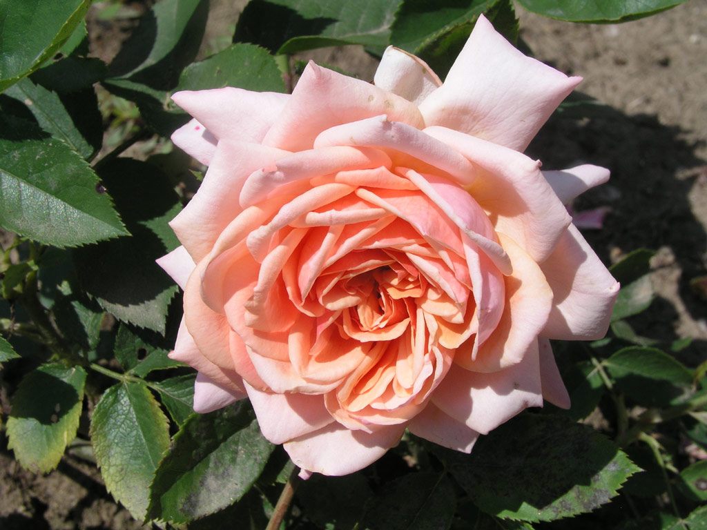 růže Budattny