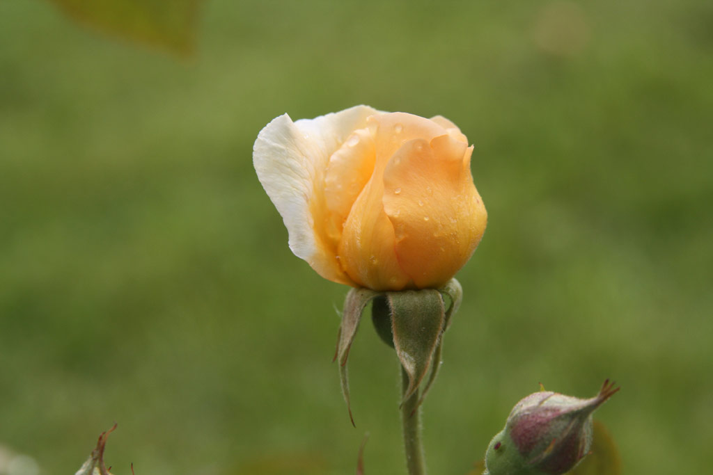 růže Buff Beauty