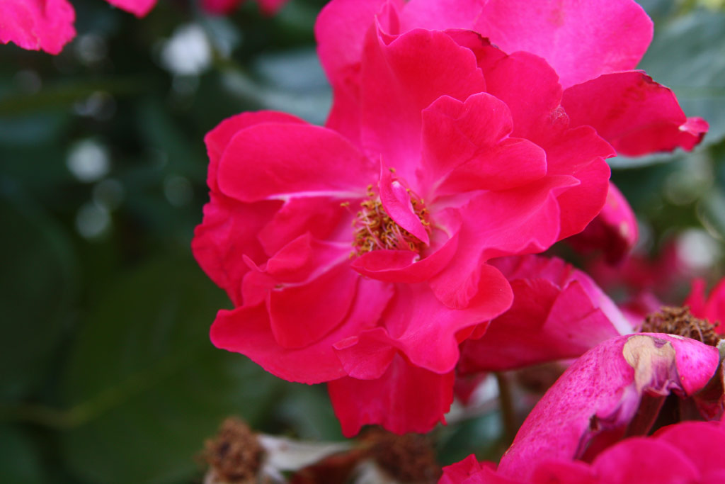 růže Burghausen