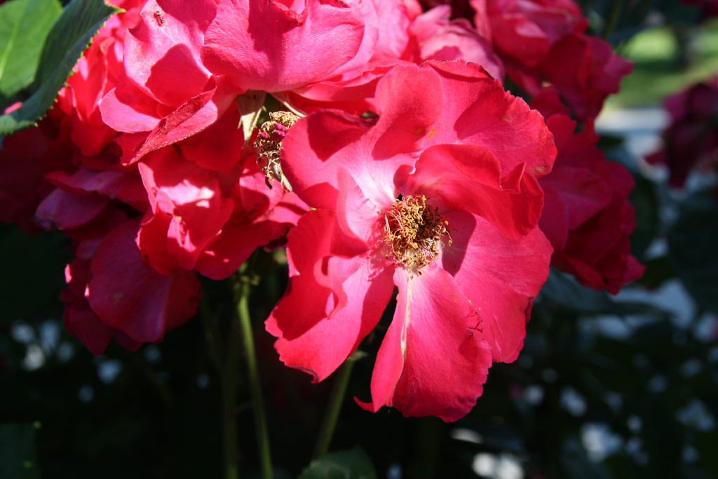 růže Burghausen