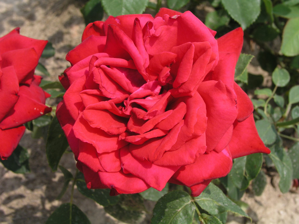 růže Burgund 81