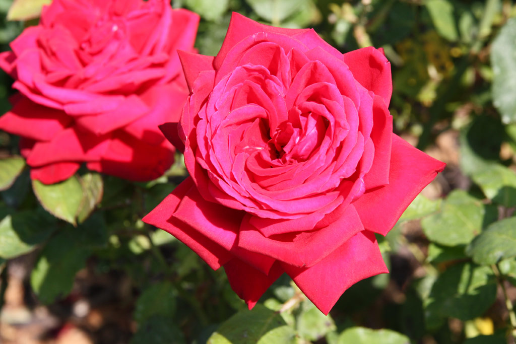růže Burgund 81