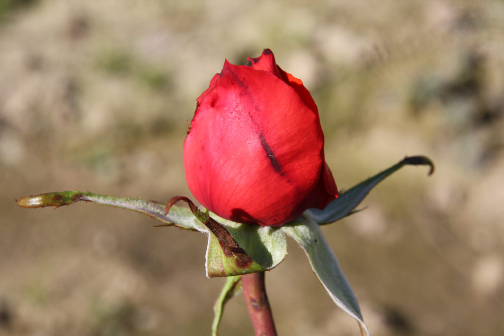 růže Camara