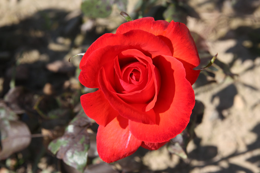 růže Camara