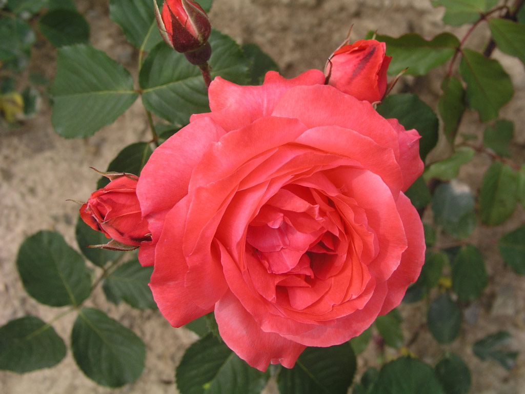 růže Camelot