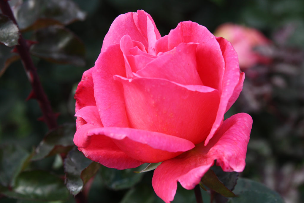 růže Campanile