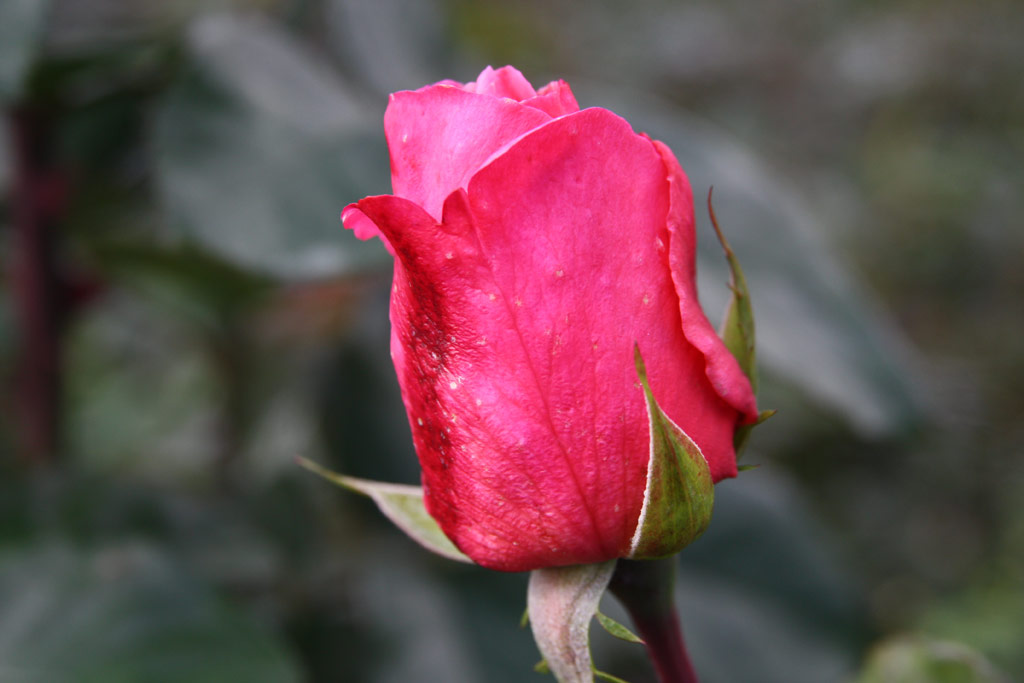 růže Campanile