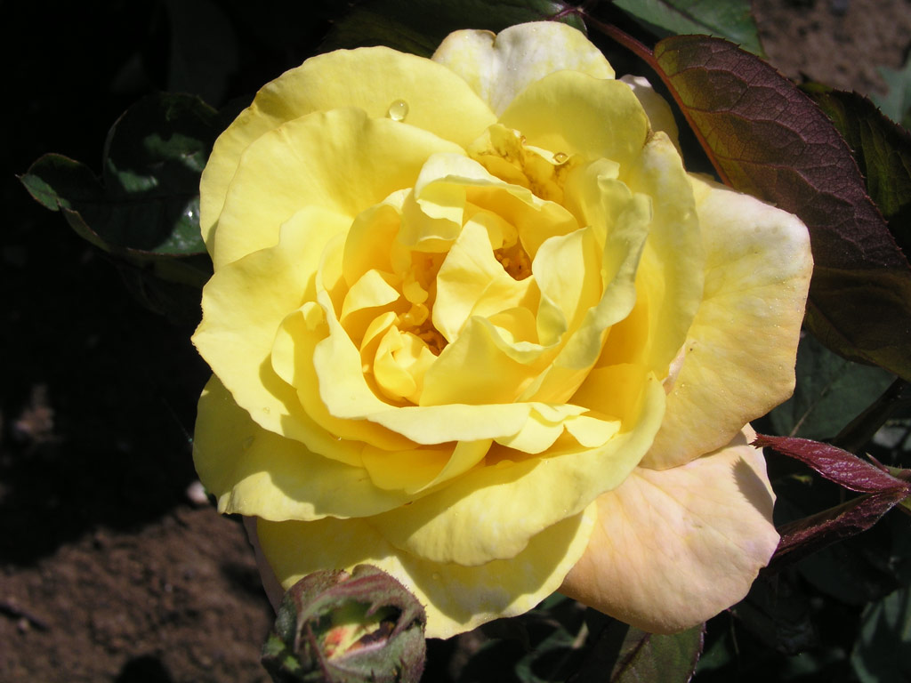 růže Canary