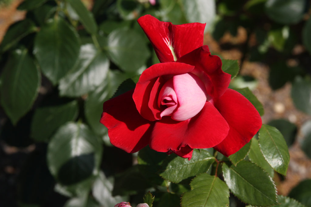 růže Candella