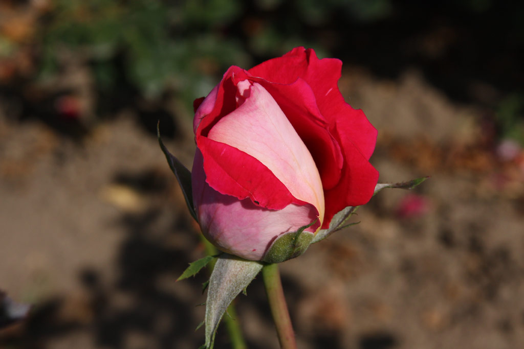 růže Candella