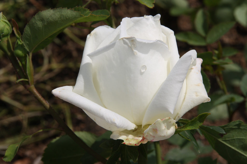 růže Candeur Lyonnnaise