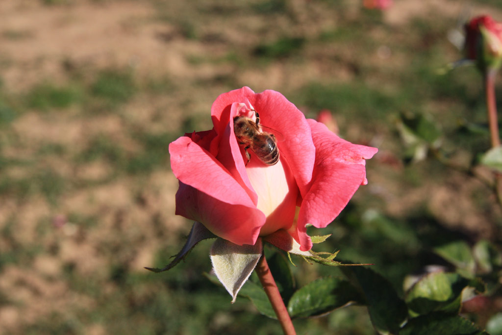 růže Cantilena Bohemica