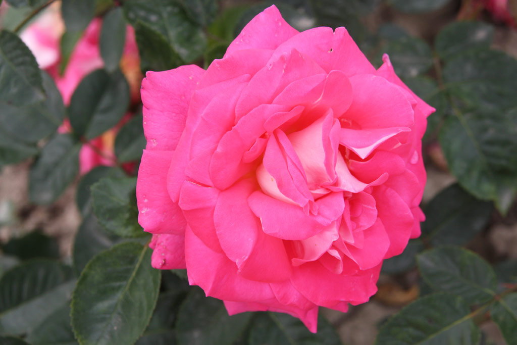 růže Cantilena Bohemica