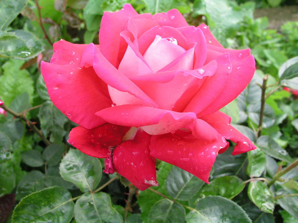 růže Caramba