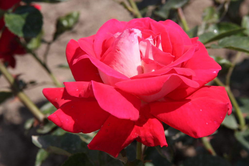 růže Caramba