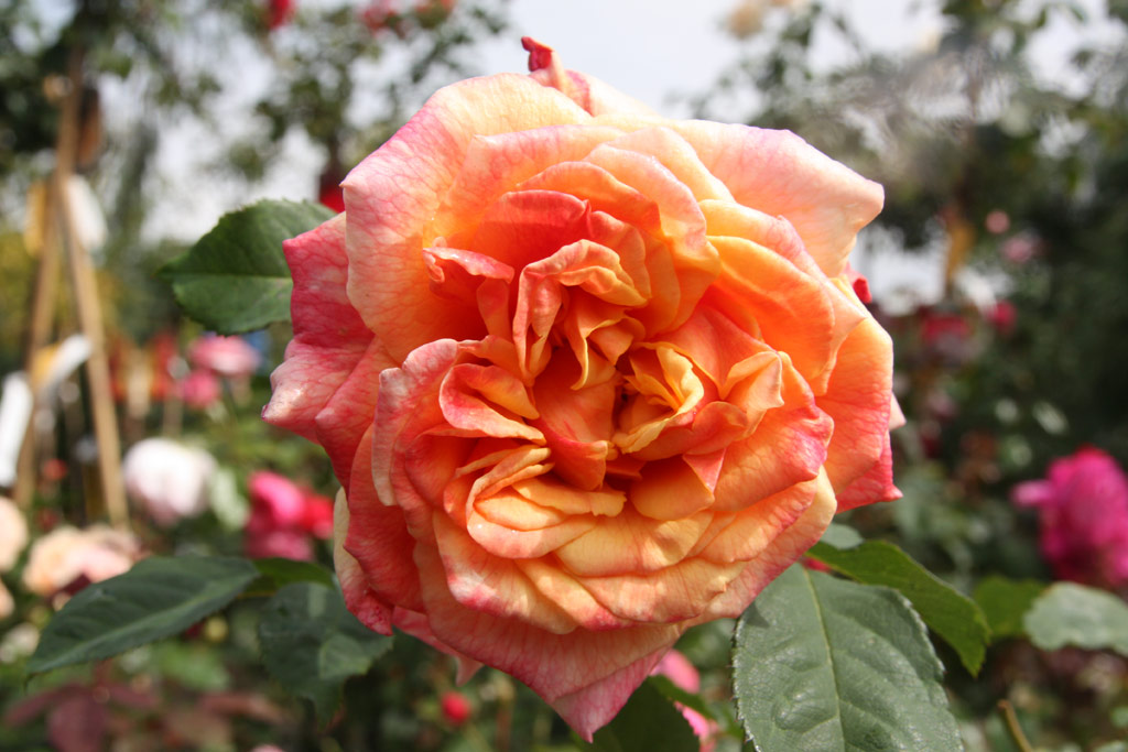 růže Caramela