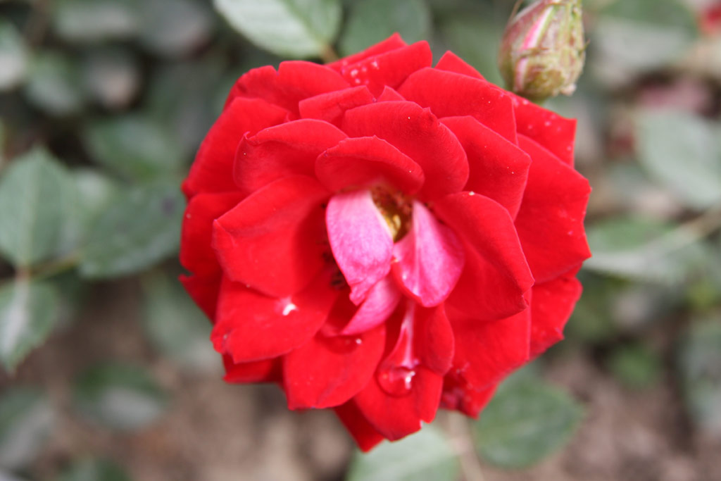 růže Carbenzauber