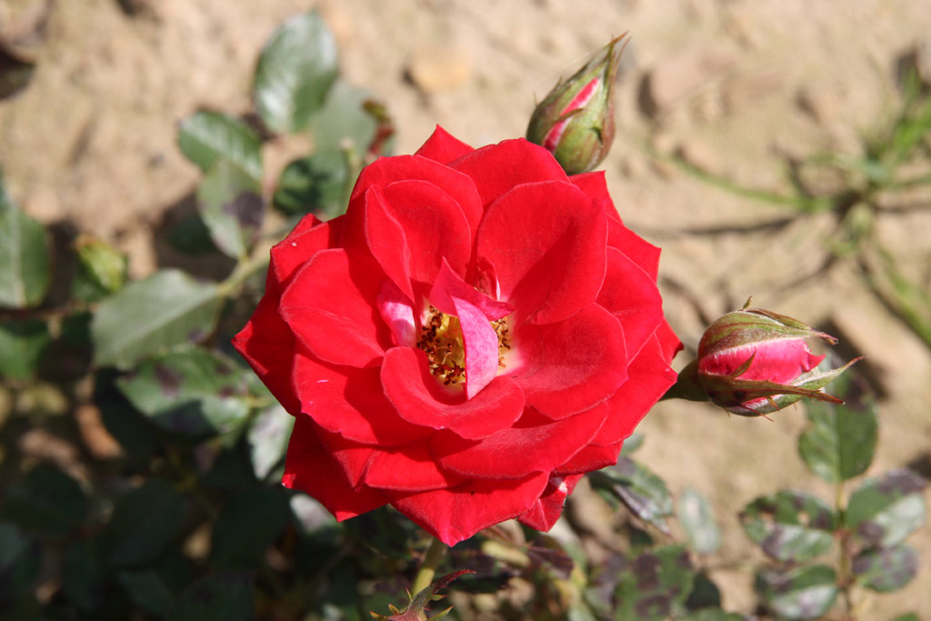 růže Carbenzauber