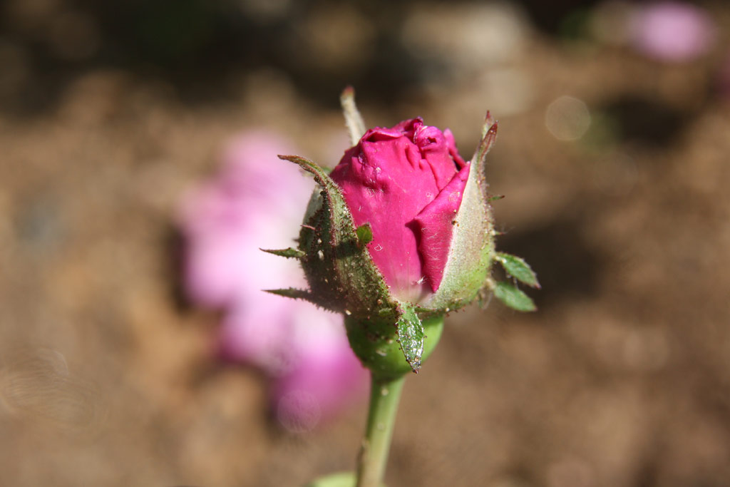 růže Cardinal Richelieu