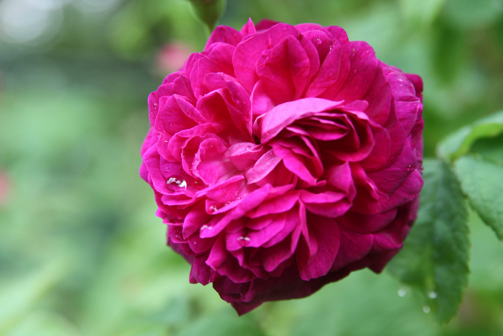 růže Cardinal Richelieu