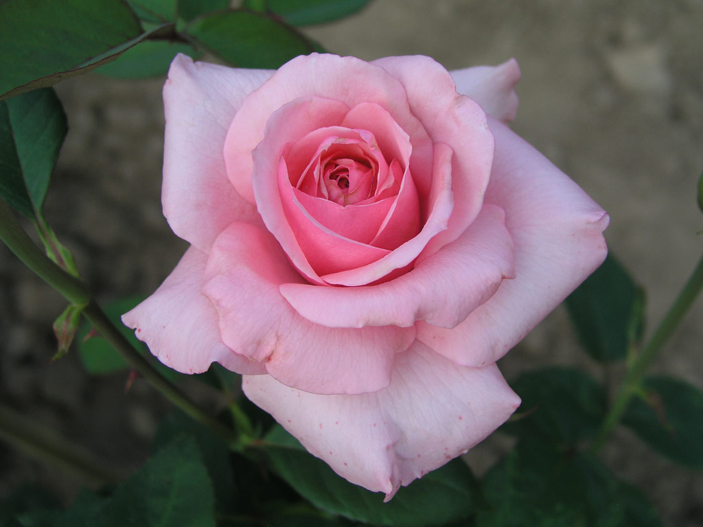 růže Carina