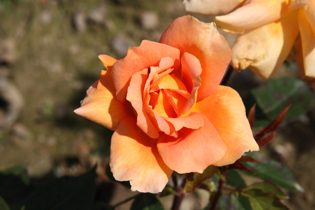 růže Cariocca (Chase)