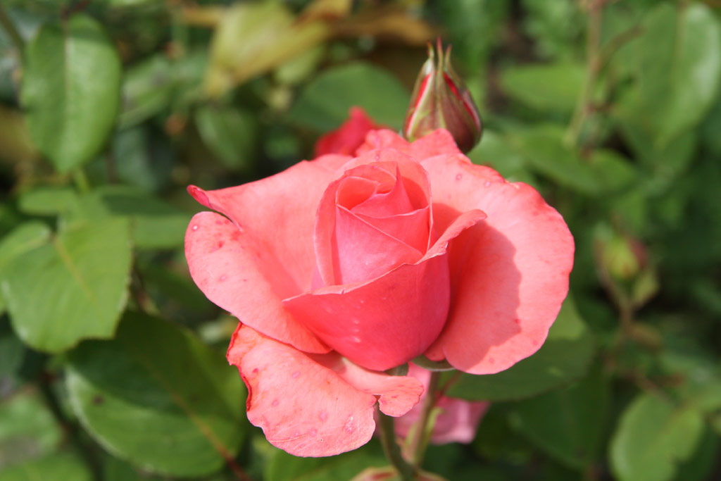 růže Carlita