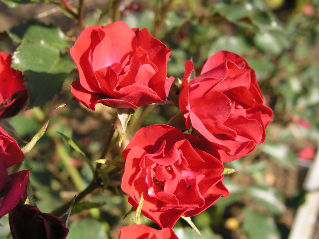 růže Carol-Jean