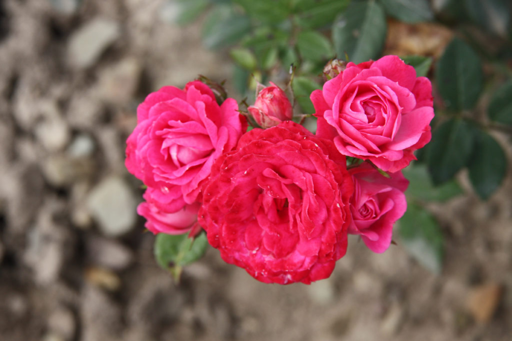 růže Carol-Jean