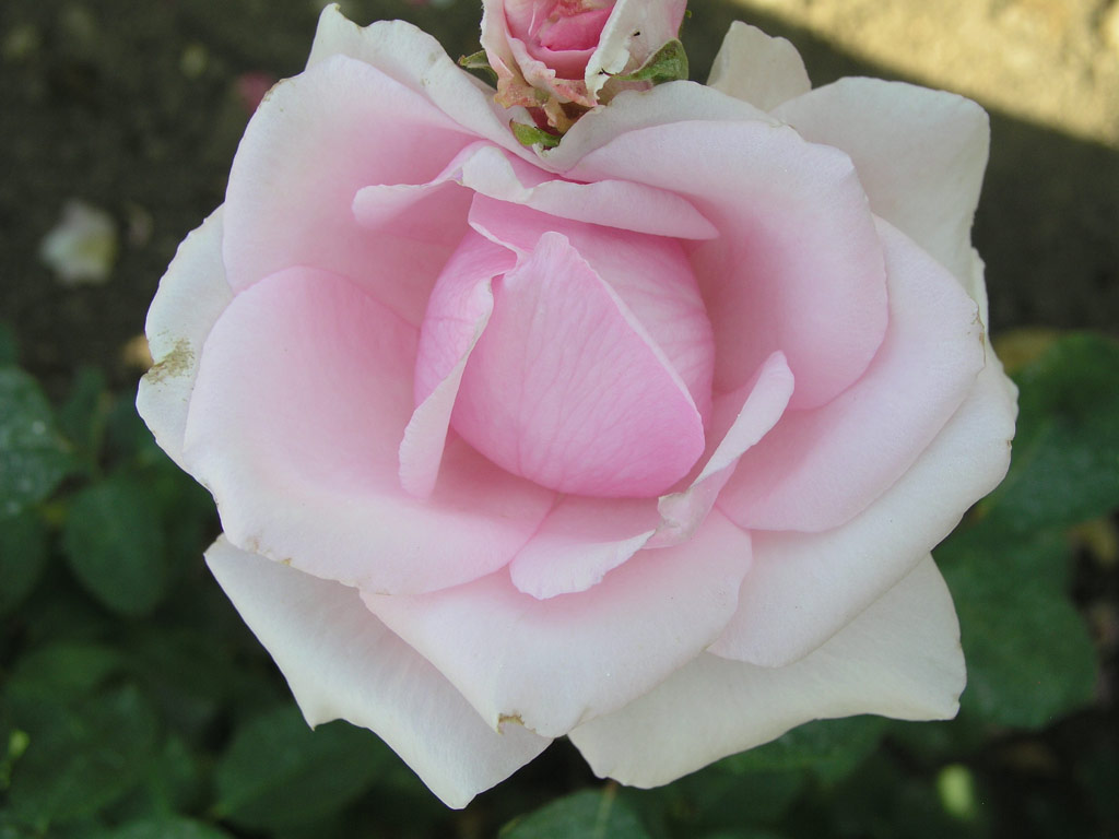 růže Carossi