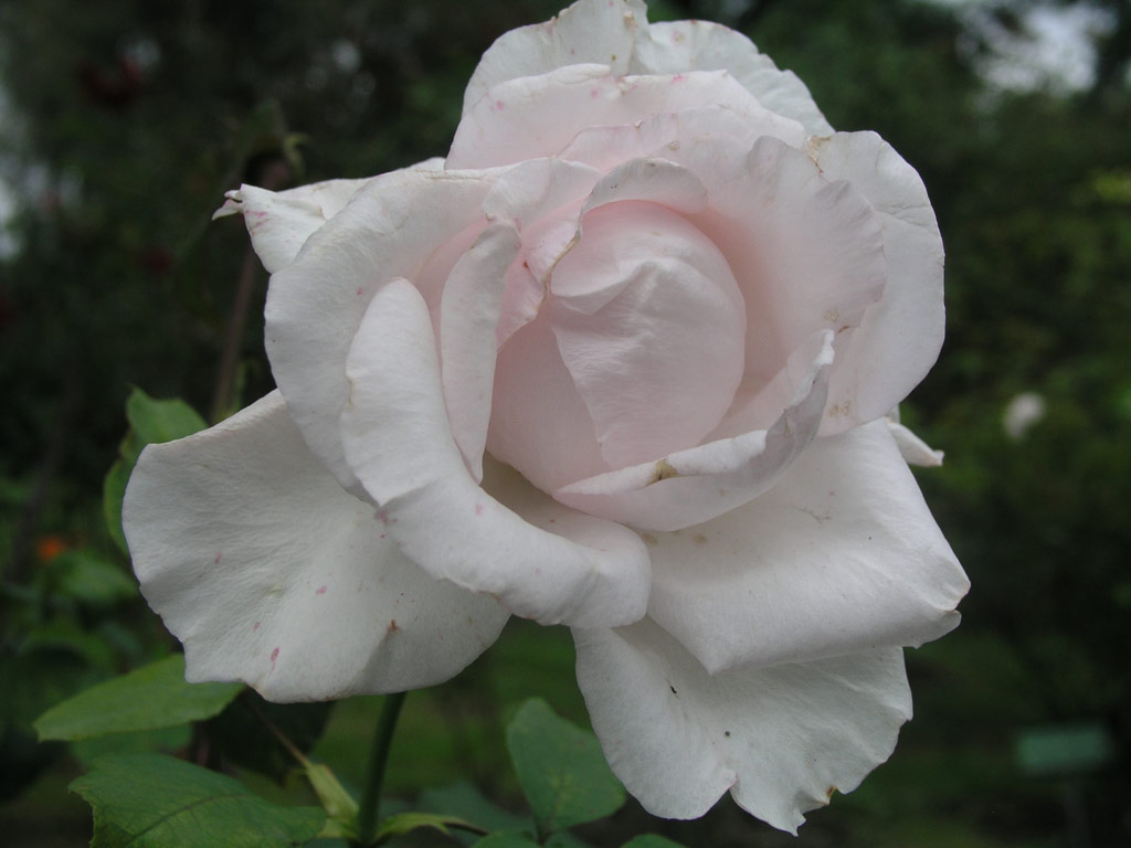 růže Carossi