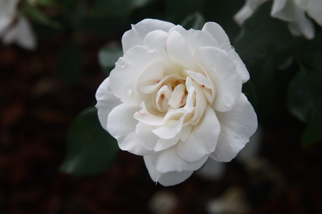 růže Carte Blanche
