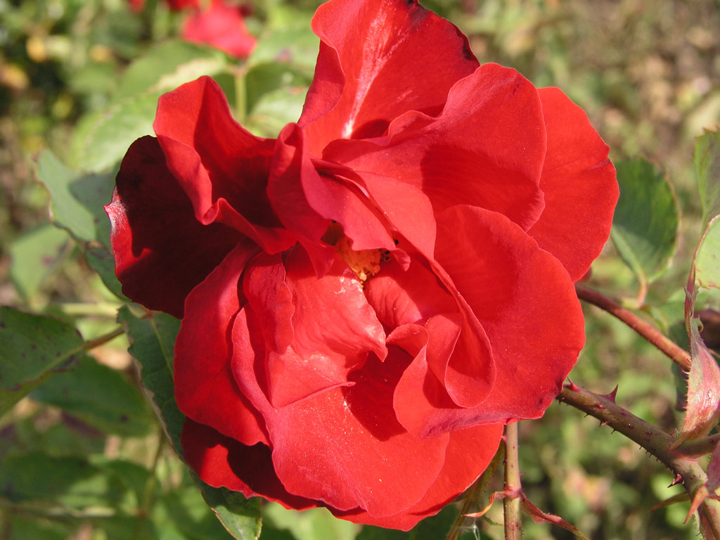 růže Castella