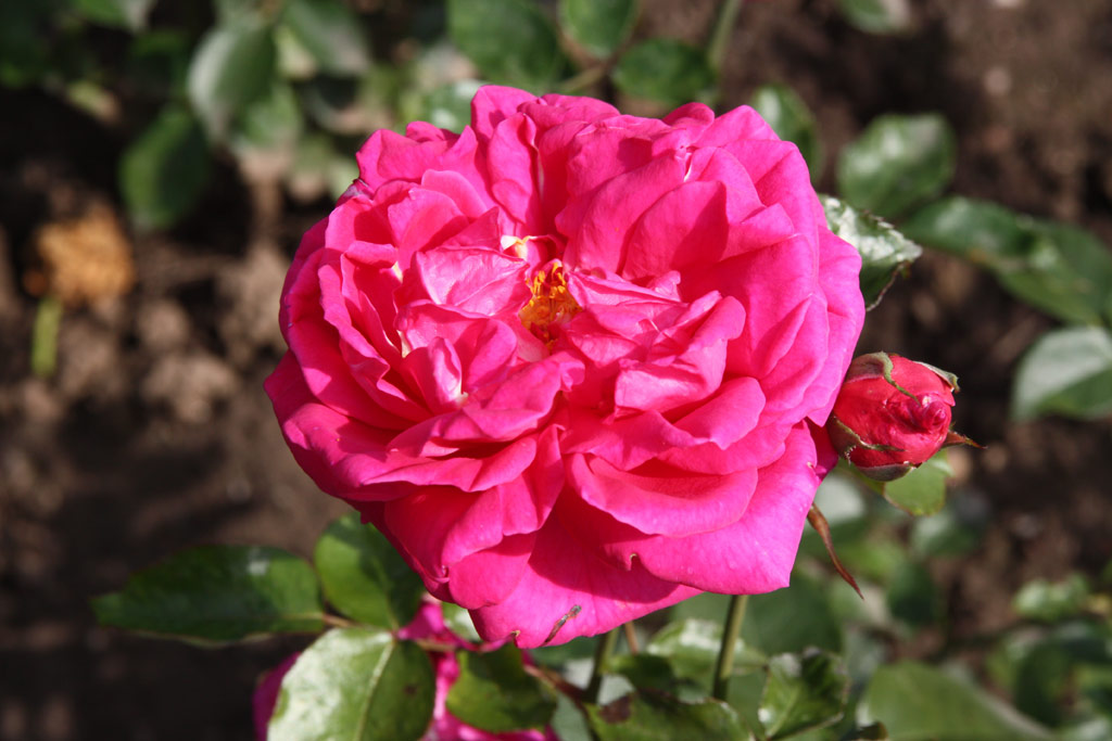 růže Catharina Klein