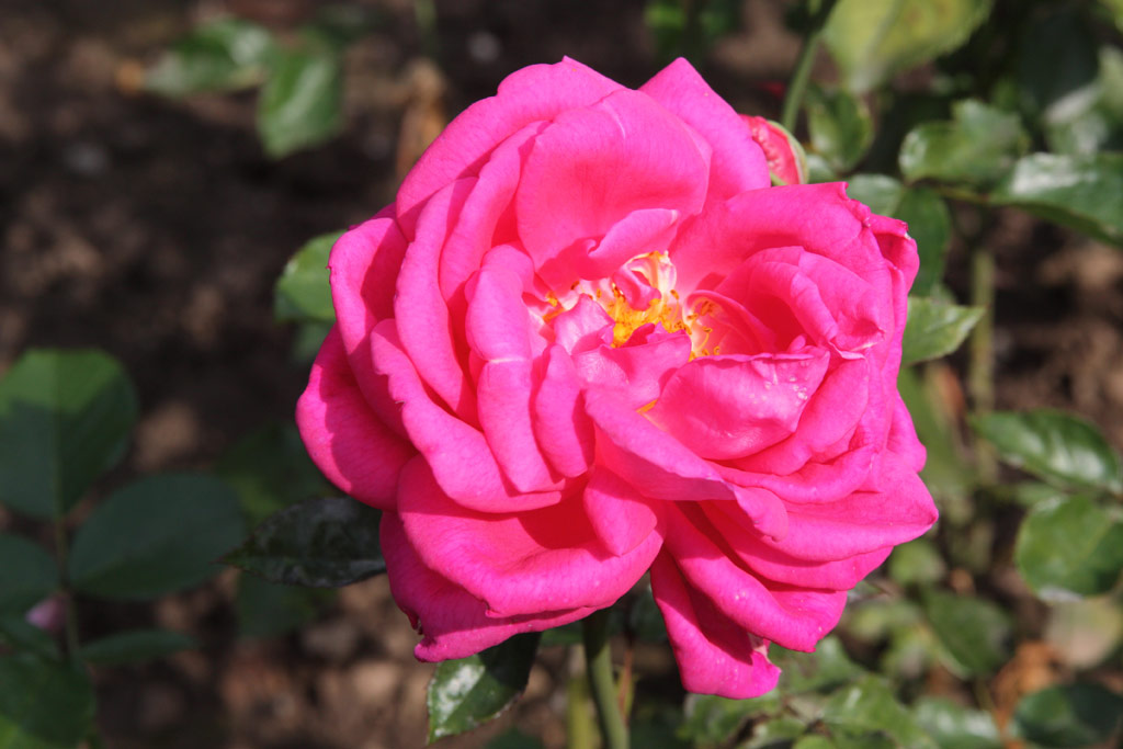 růže Catharina Klein