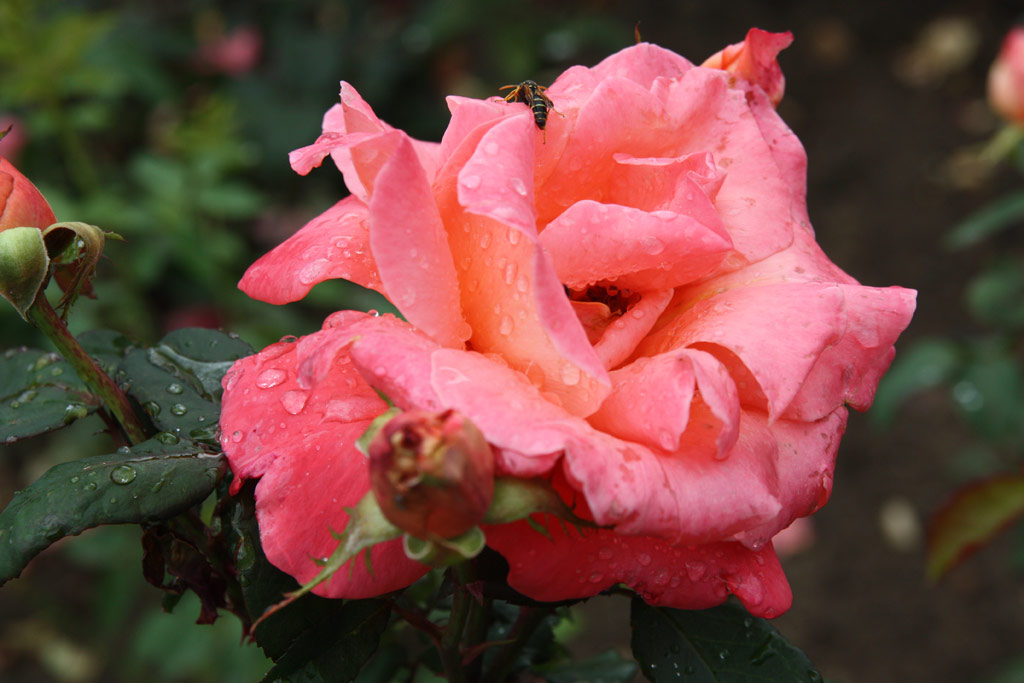 růže Catherine Deneuve
