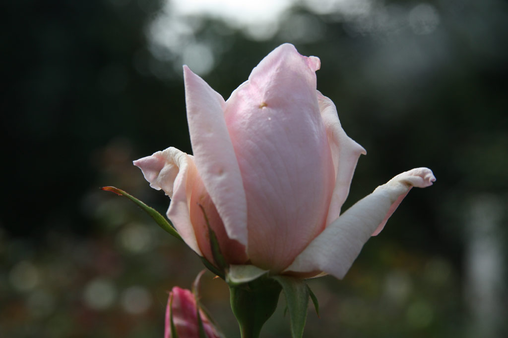 růže Catherine Mermet