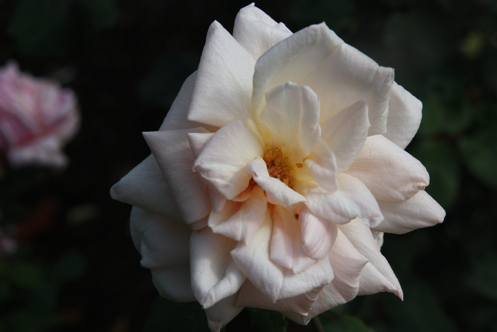 růže Catherine Mermet