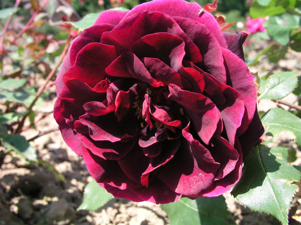 růže Cathrine Kordes