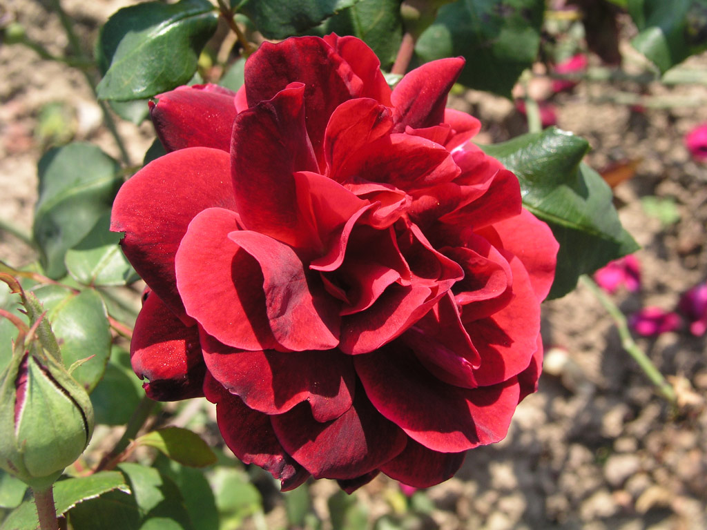růže Cathrine Kordes