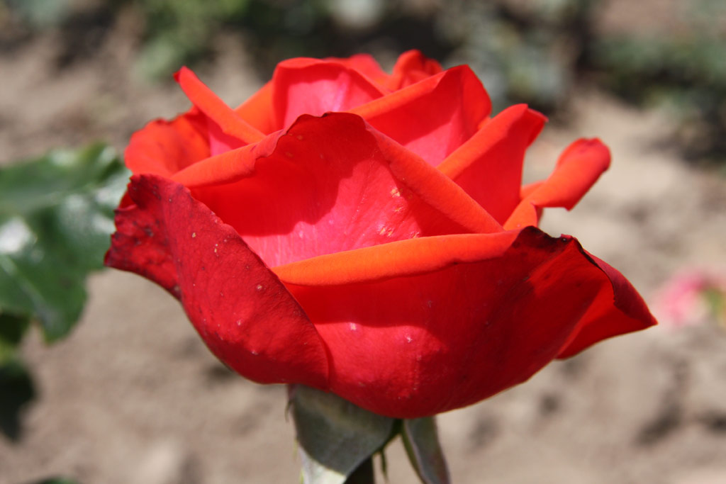 růže Cavalier