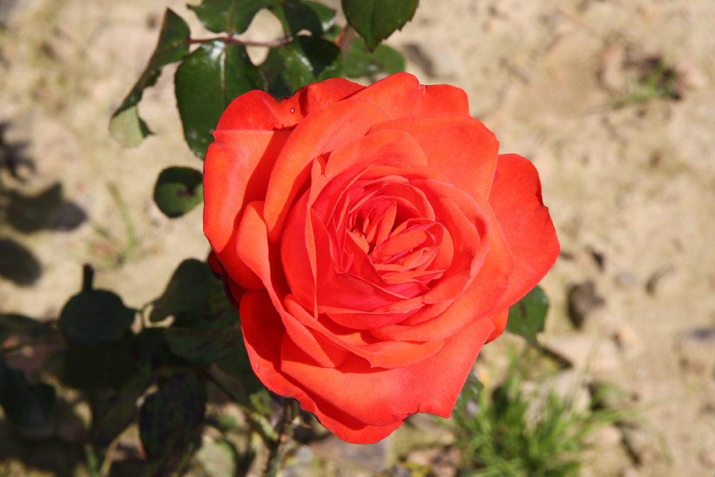 růže Cavalier