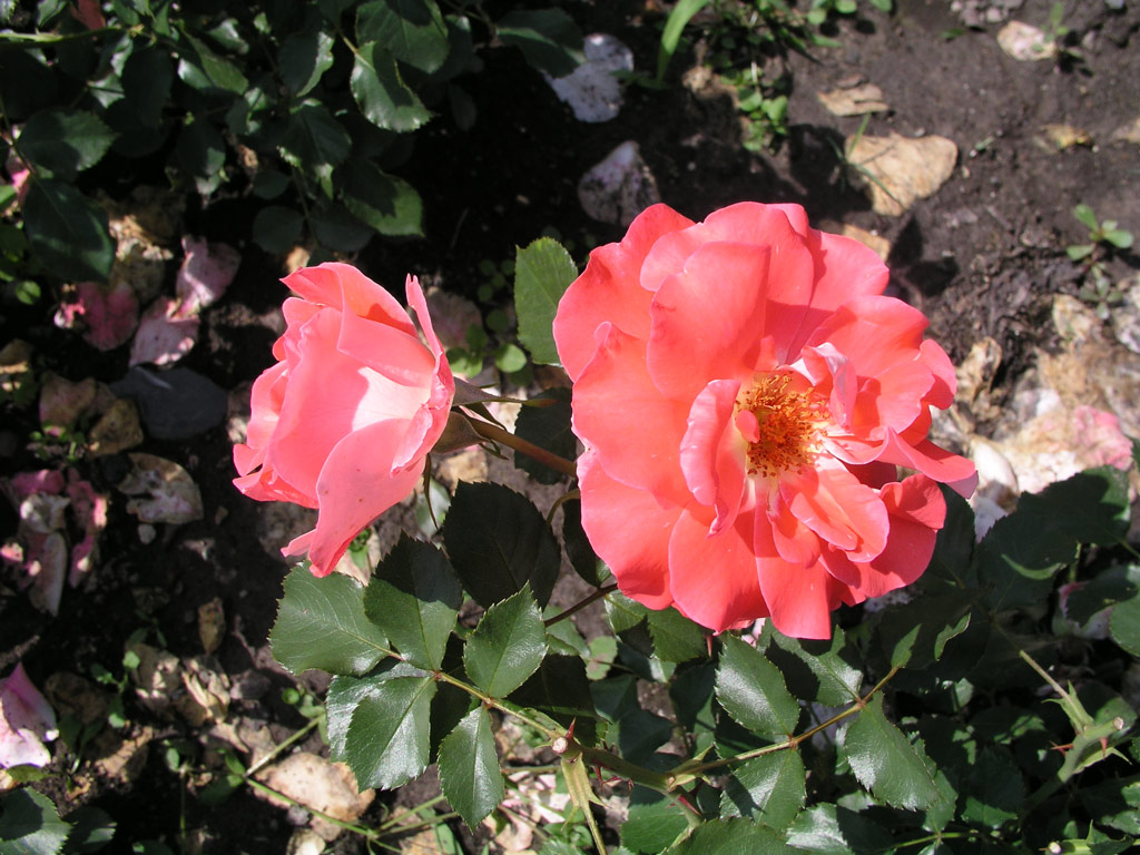 růže C�line Delbard