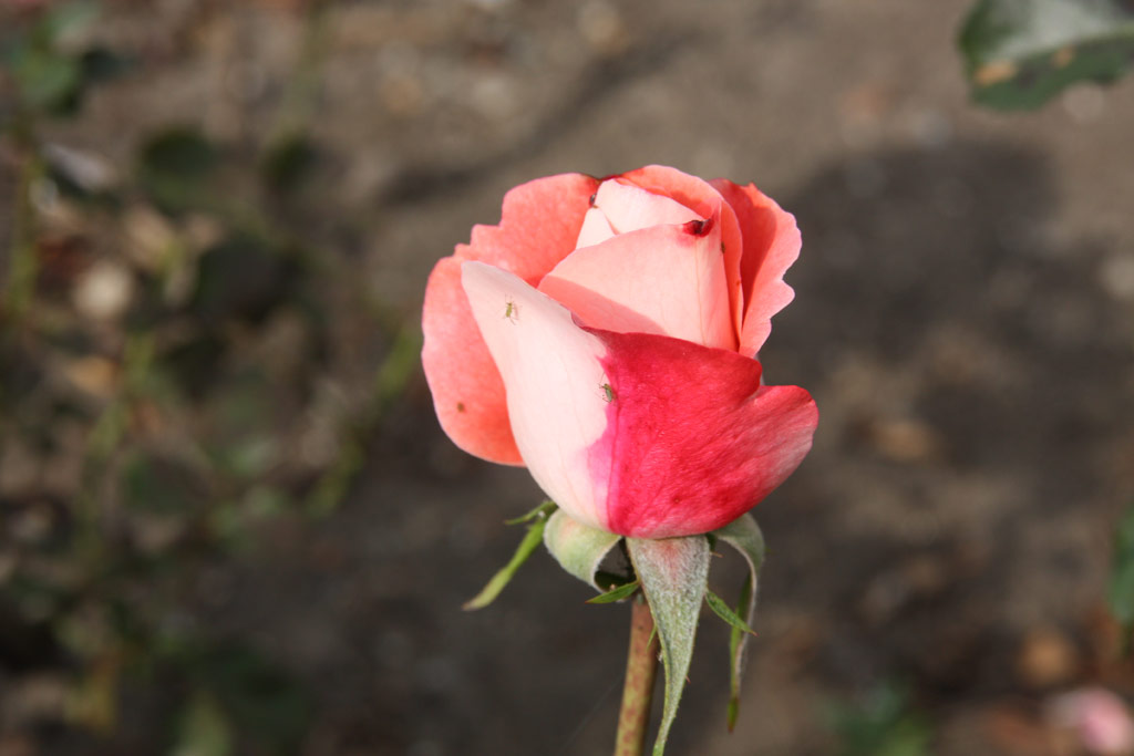 růže C�line Delbard