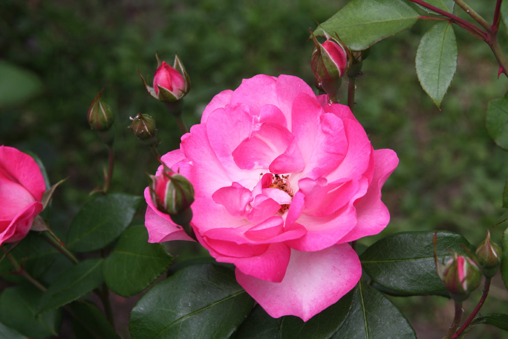 růže Centenaire de Lourdes