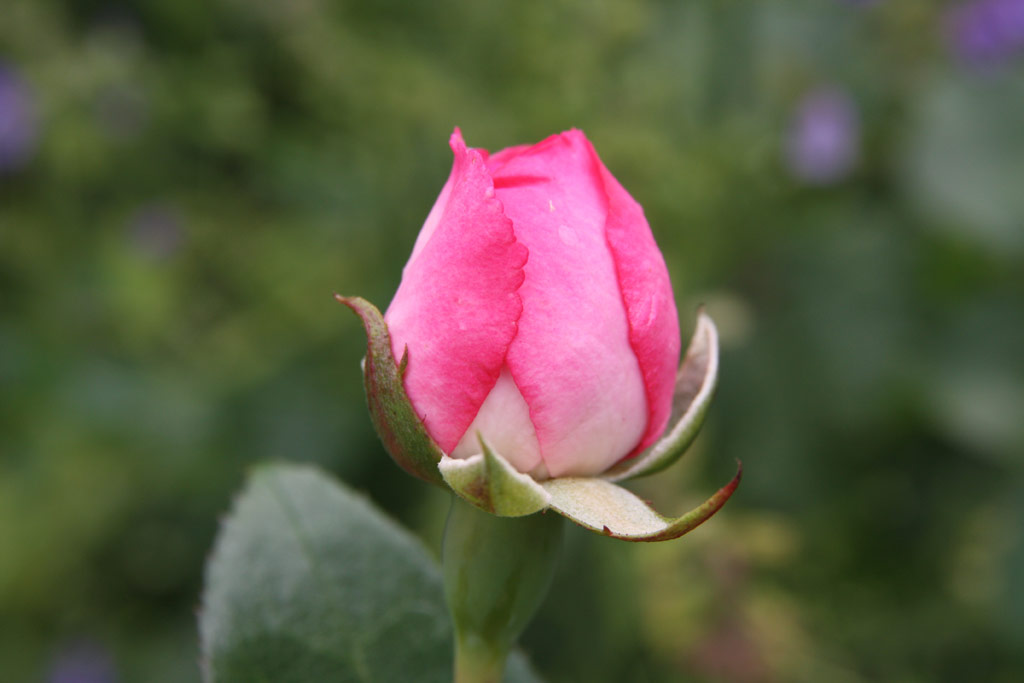 růže Centenaire de Lourdes