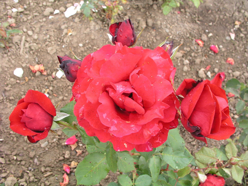 růže Champs Elysees