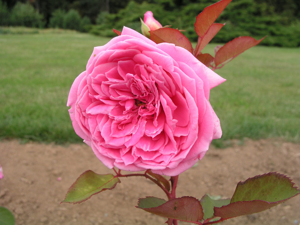 růže Chanoine Tuaillon